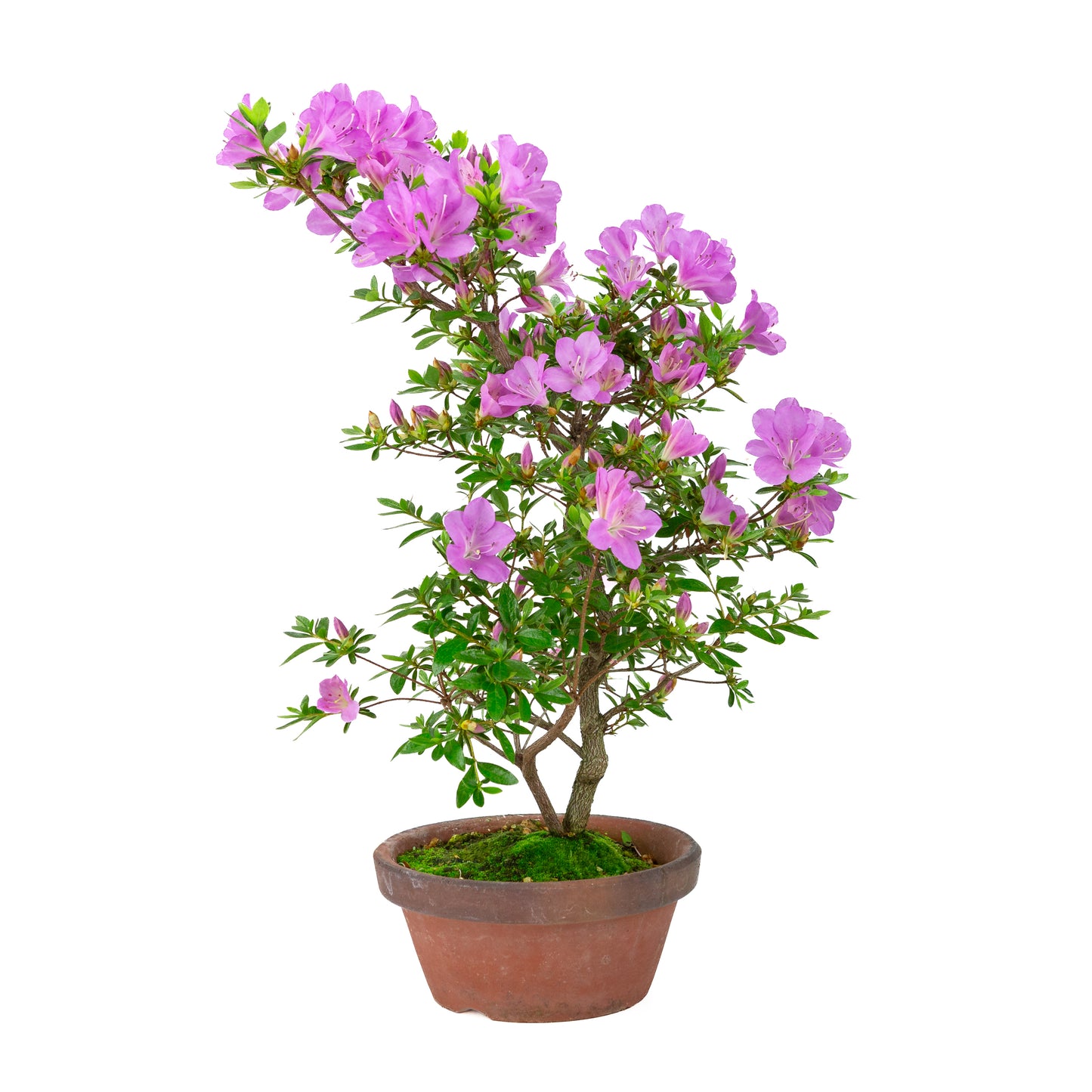 Rhododendron indicum 'Suzukaze' (satsuki azalea), hoogte ~50cm