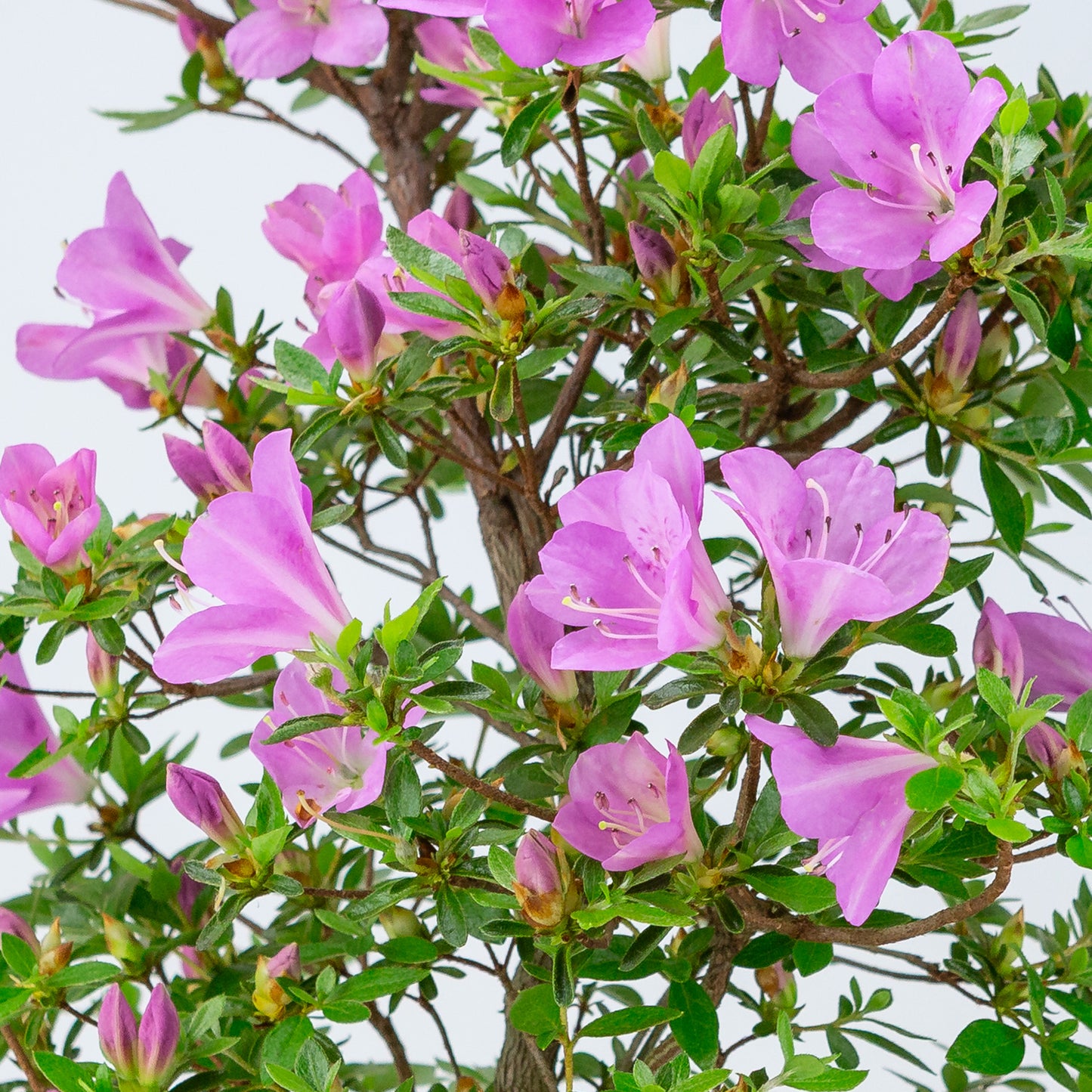 Rhododendron indicum 'Suzukaze' (satsuki azalea), hoogte ~50cm