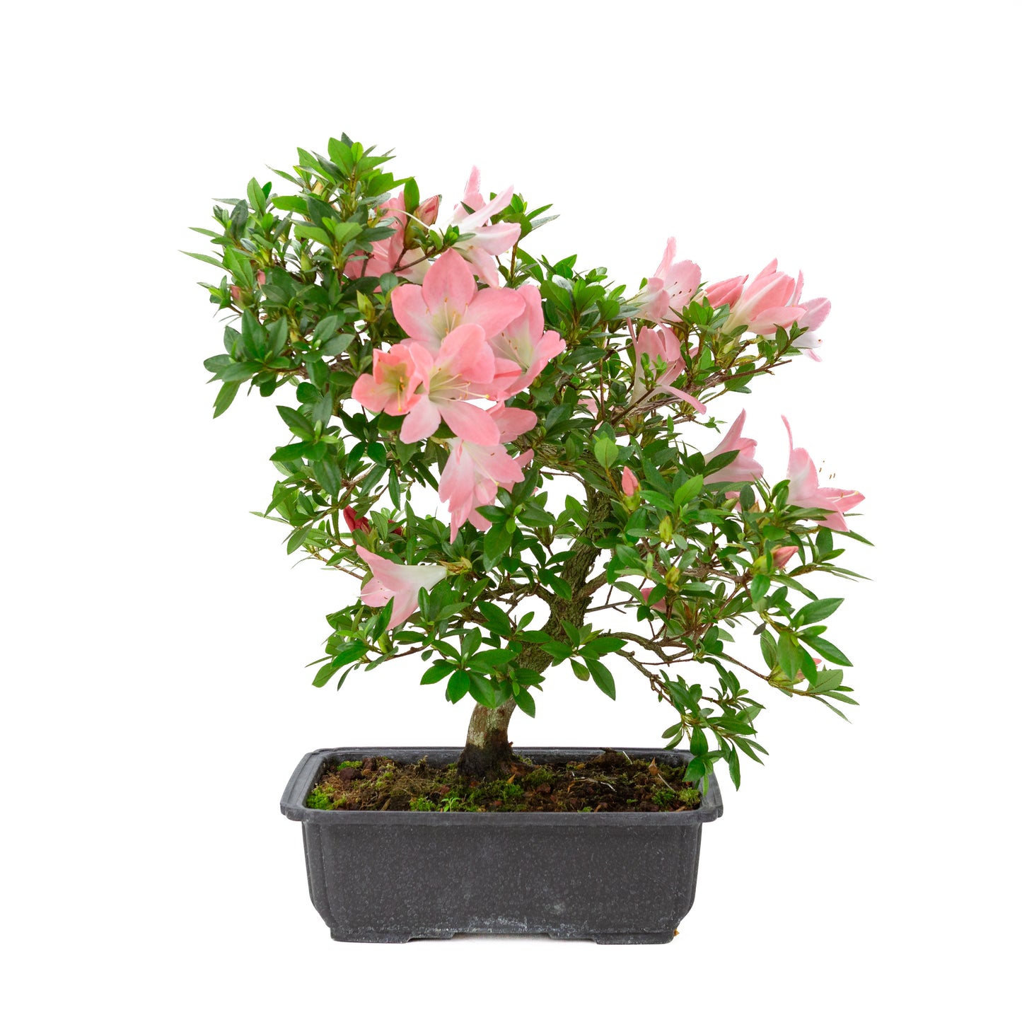 Rhododendron indicum 'Akari' (satsuki azalea), hoogte ~46cm
