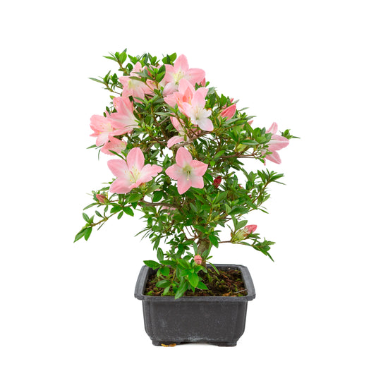 Rhododendron indicum 'Akari' (satsuki azalea), hoogte ~46cm
