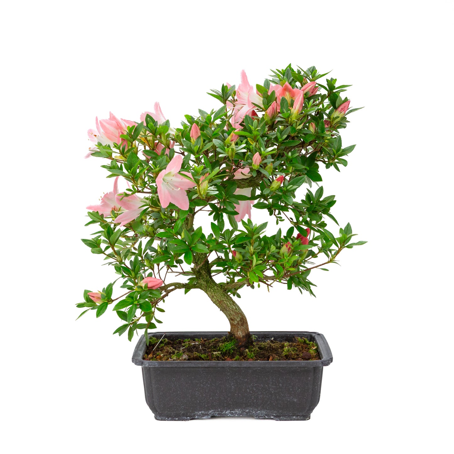 Rhododendron indicum 'Akari' (satsuki azalea), hoogte ~46cm