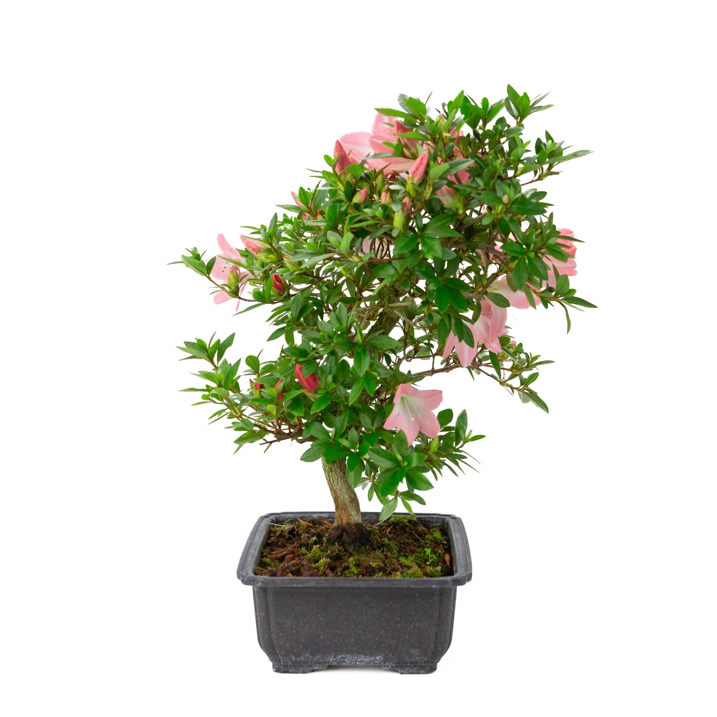 Rhododendron indicum 'Akari' (satsuki azalea), hoogte ~46cm