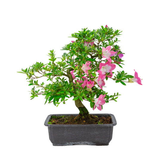 Rhododendron indicum 'Rin' (satsuki azalea), hoogte ~44cm