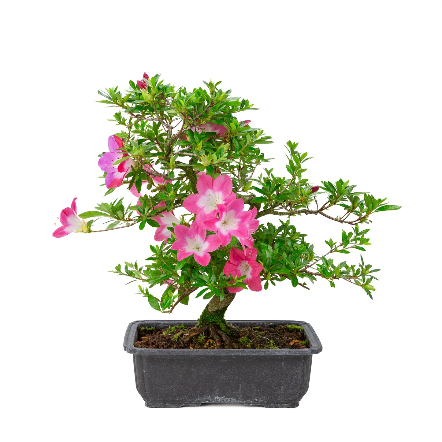 Rhododendron indicum 'Rin' (satsuki azalea), hoogte ~44cm