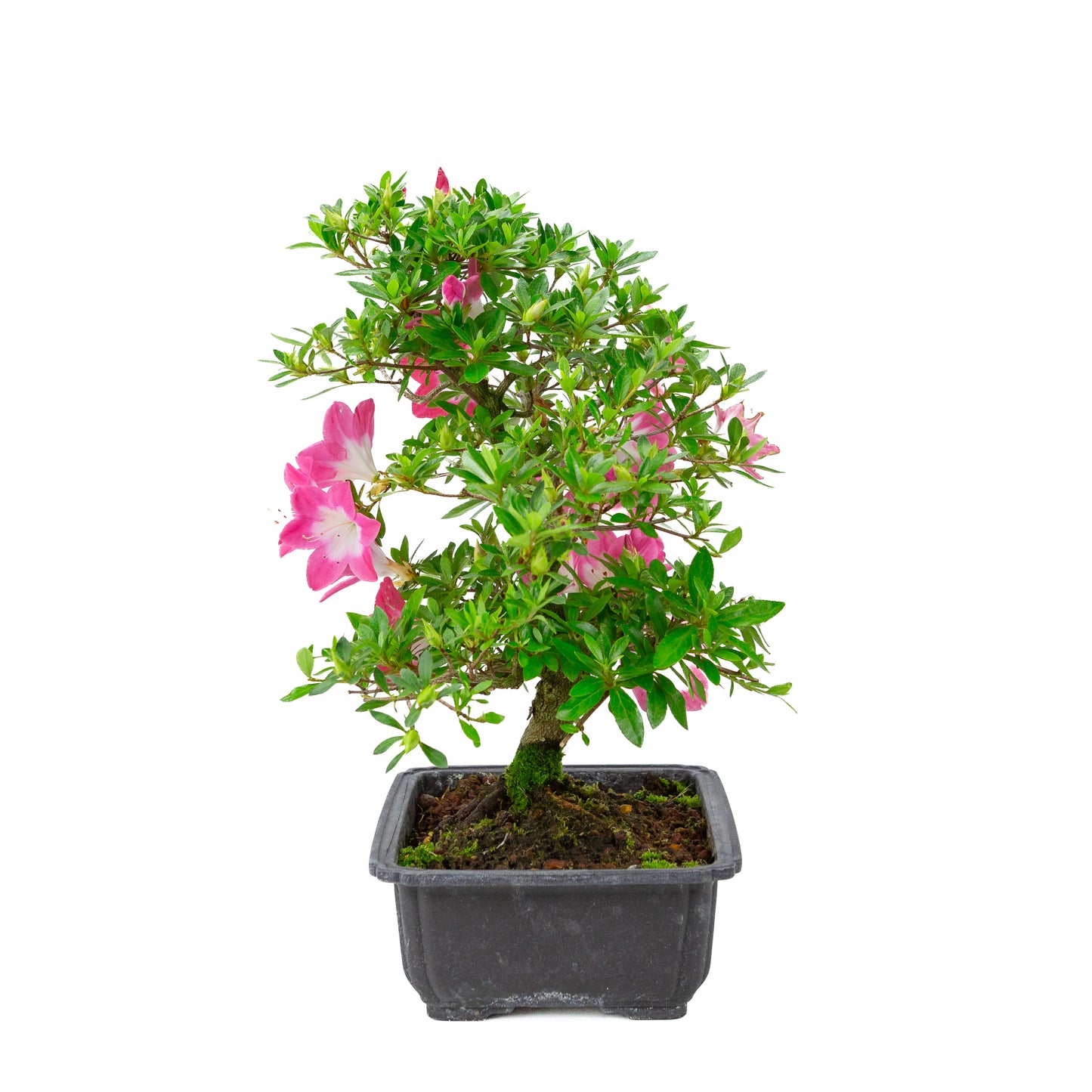 Rhododendron indicum 'Rin' (satsuki azalea), hoogte ~44cm