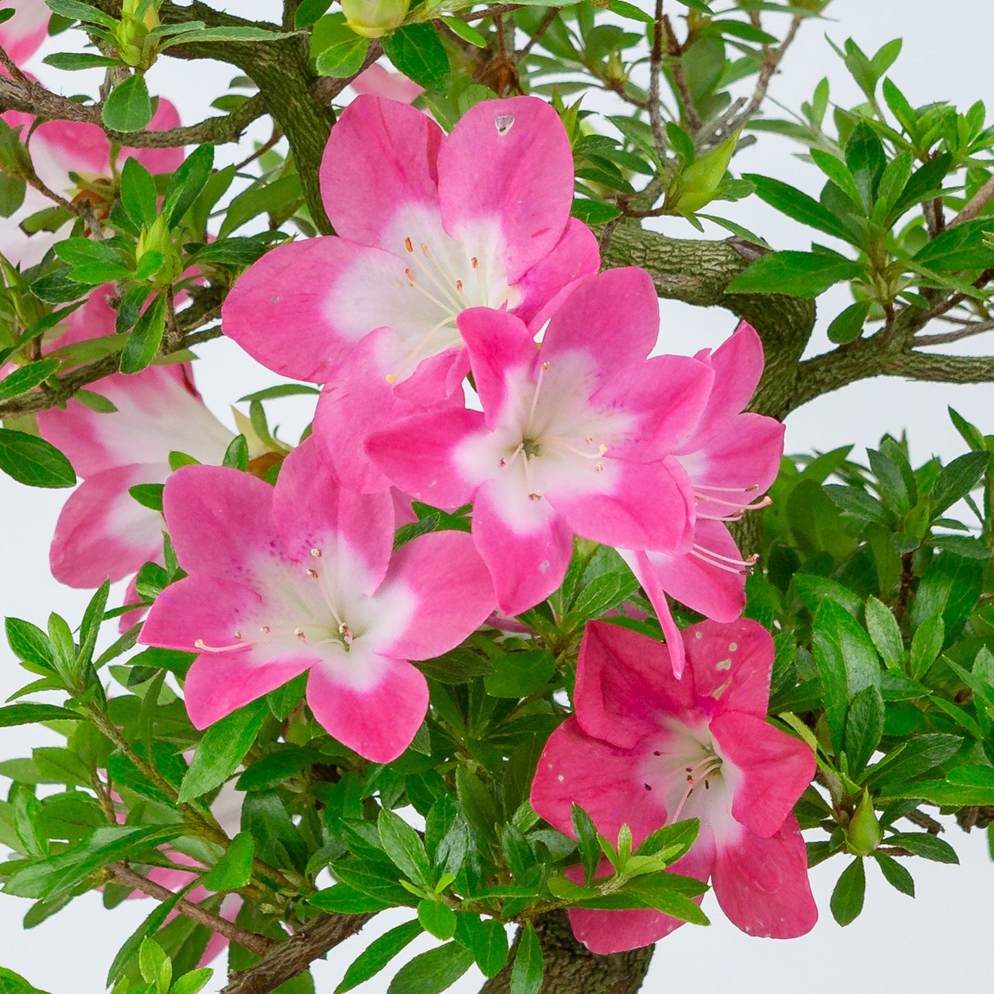 Rhododendron indicum 'Rin' (satsuki azalea), hoogte ~44cm