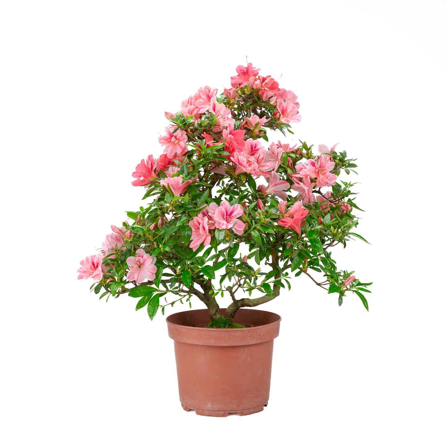 Rhododendron indicum 'Misato' (satsuki azalea), hoogte ~52cm