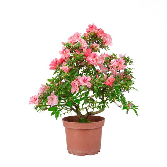 Rhododendron indicum 'Misato' (satsuki azalea), hoogte ~52cm