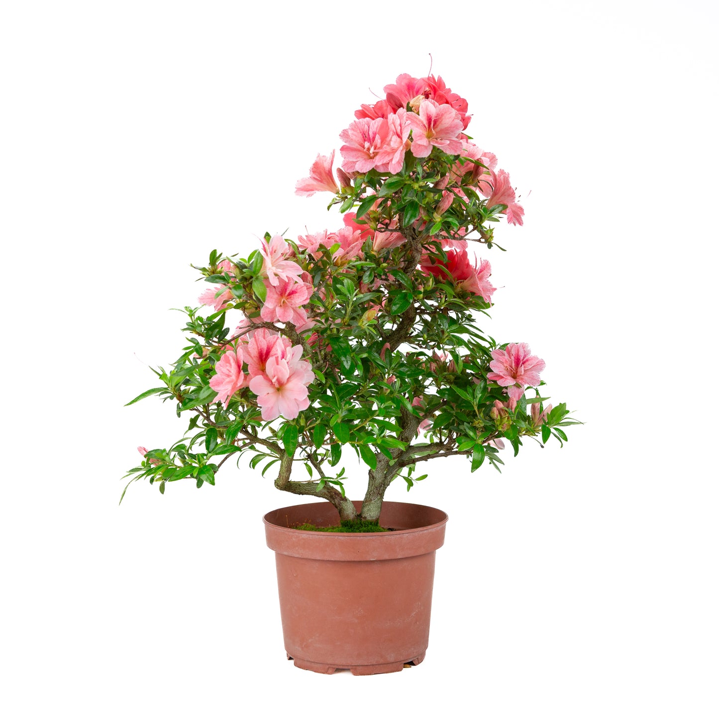 Rhododendron indicum 'Misato' (satsuki azalea), hoogte ~52cm