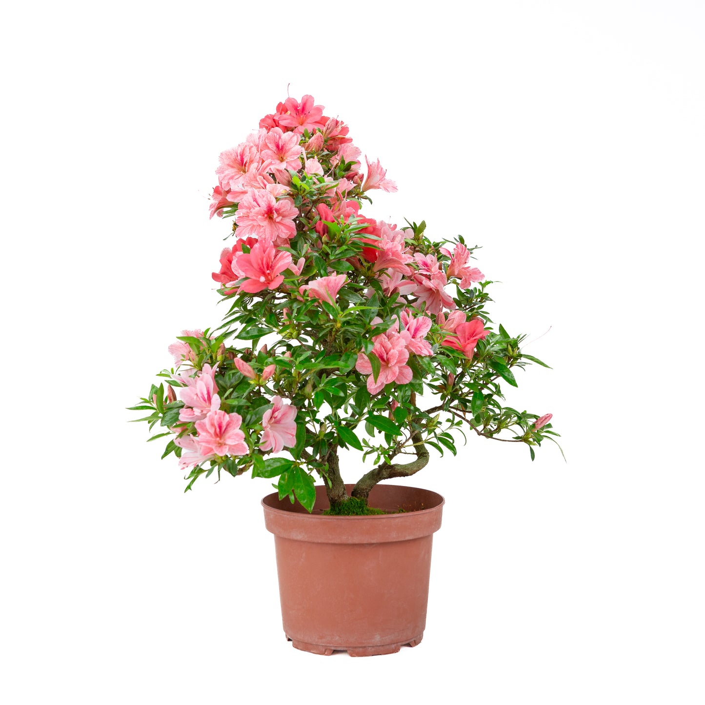 Rhododendron indicum 'Misato' (satsuki azalea), hoogte ~52cm