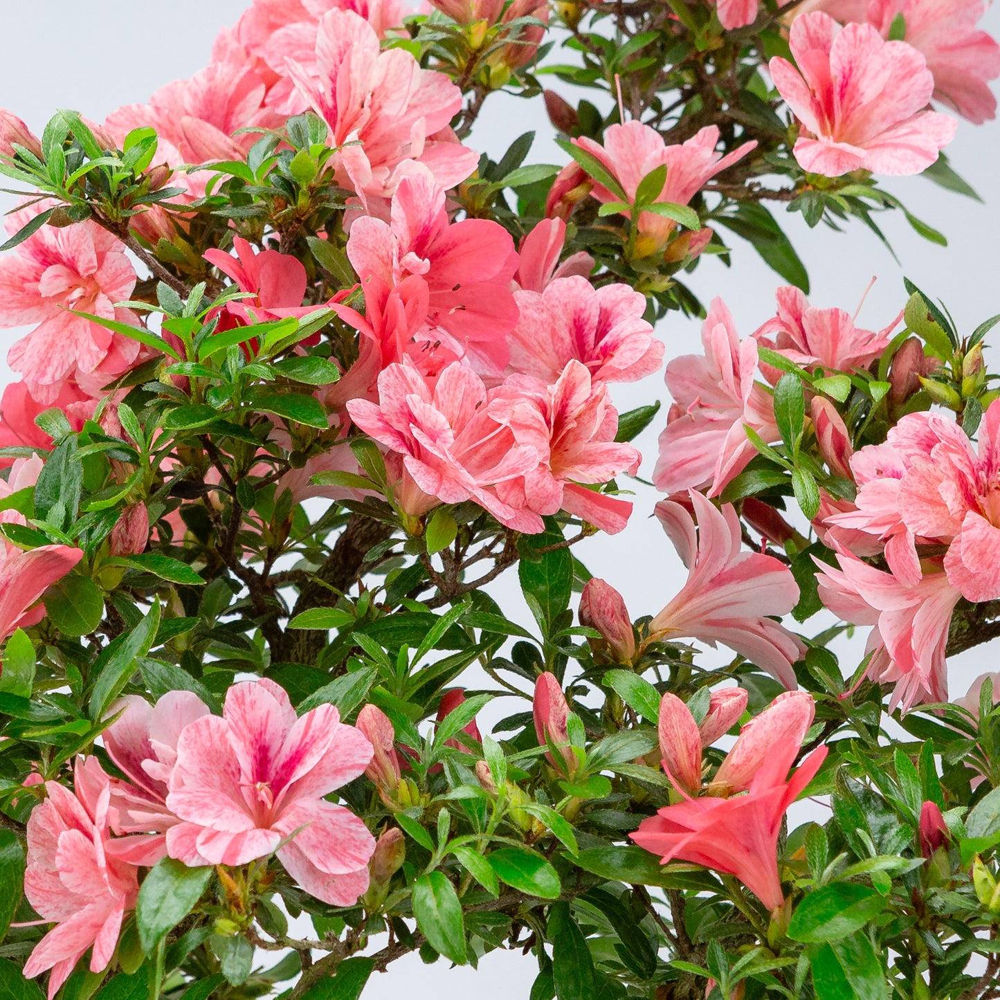 Rhododendron indicum 'Misato' (satsuki azalea), hoogte ~52cm