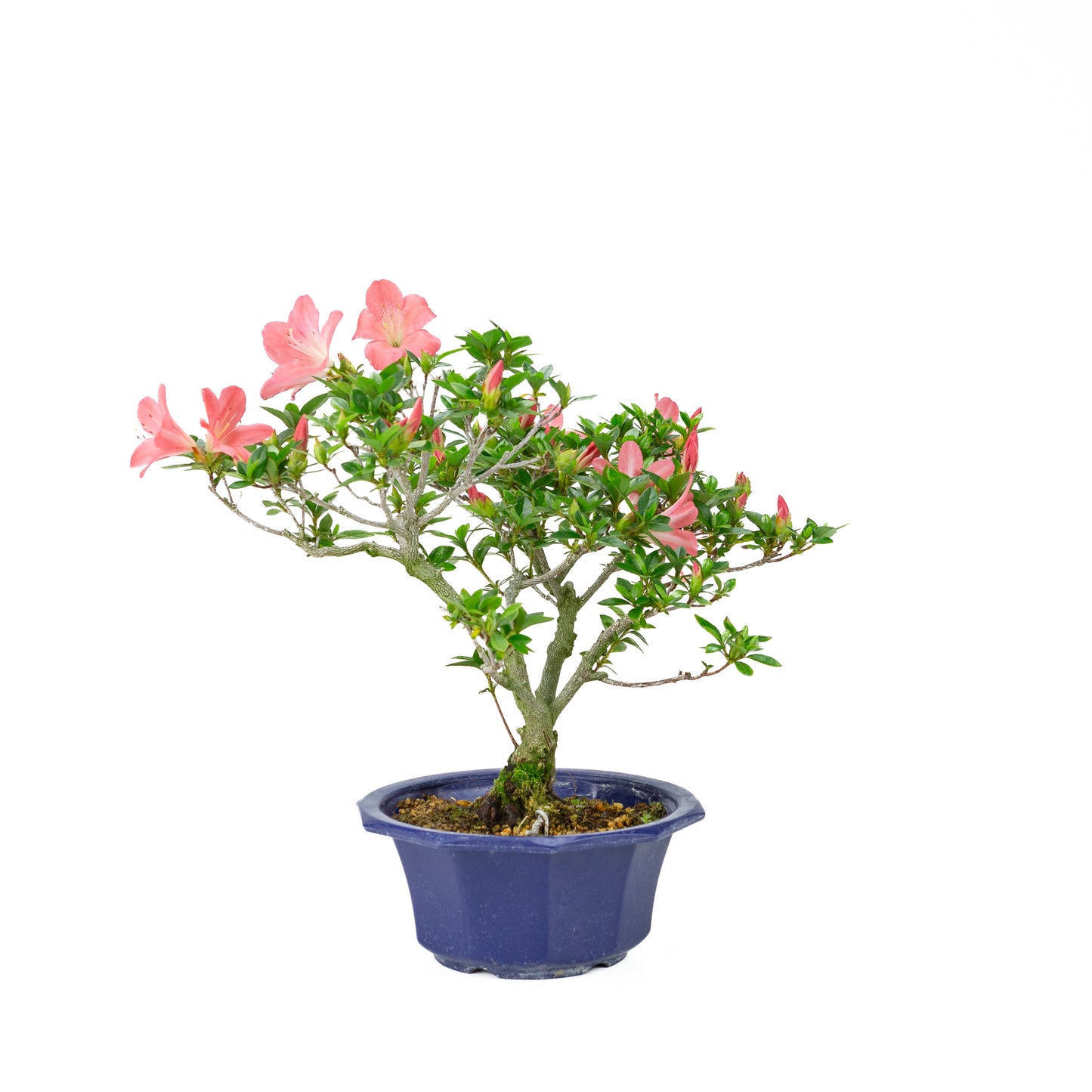 Rhododendron indicum 'Toki' (satsuki azalea), hoogte ~37cm