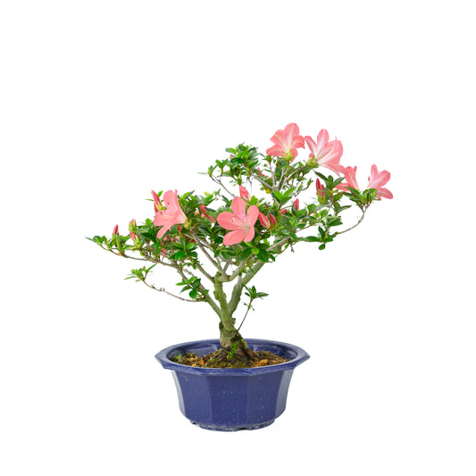 Rhododendron indicum 'Toki' (satsuki azalea), hoogte ~37cm