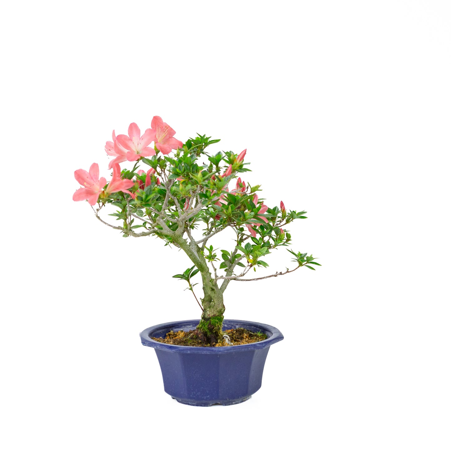 Rhododendron indicum 'Toki' (satsuki azalea), hoogte ~37cm