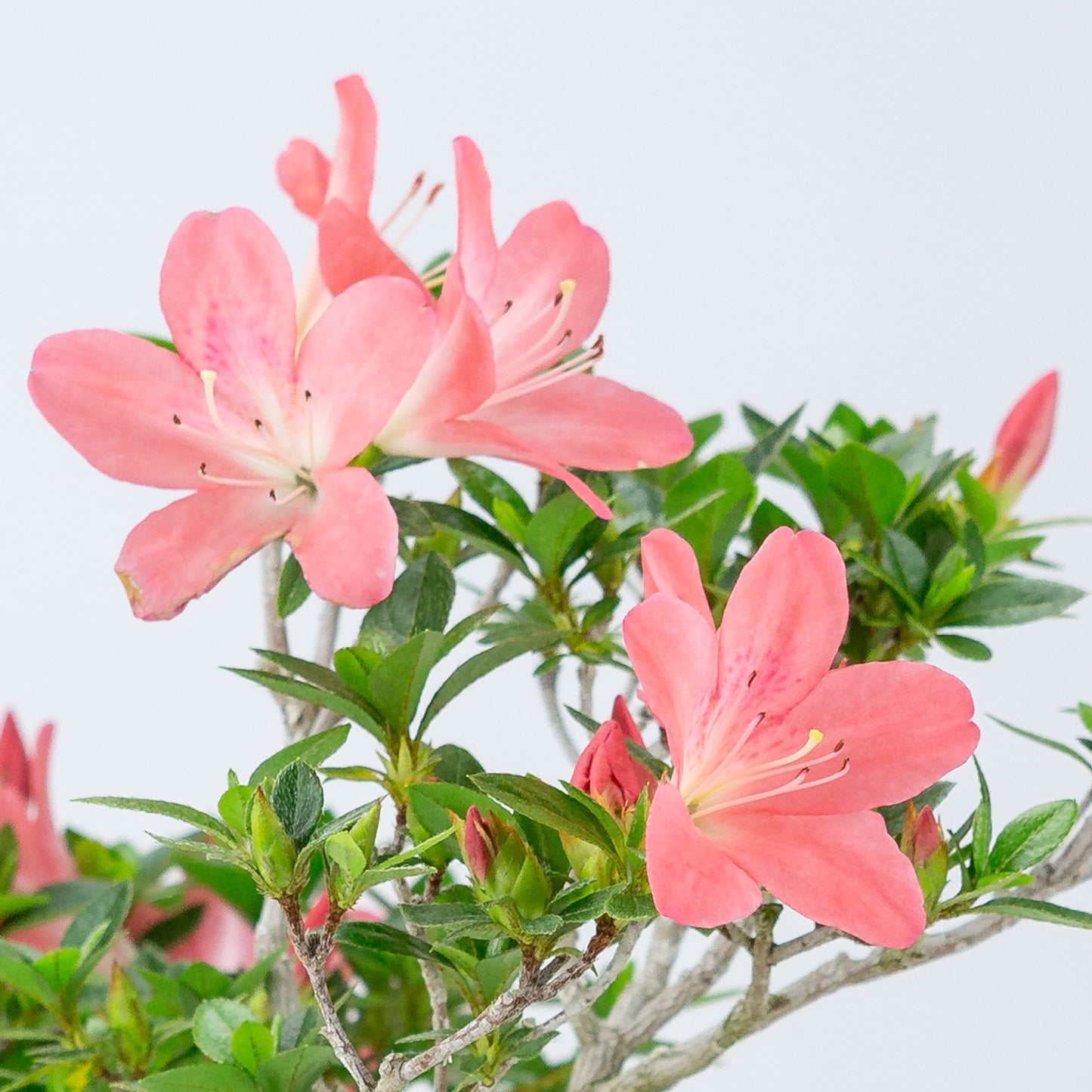Rhododendron indicum 'Toki' (satsuki azalea), hoogte ~37cm