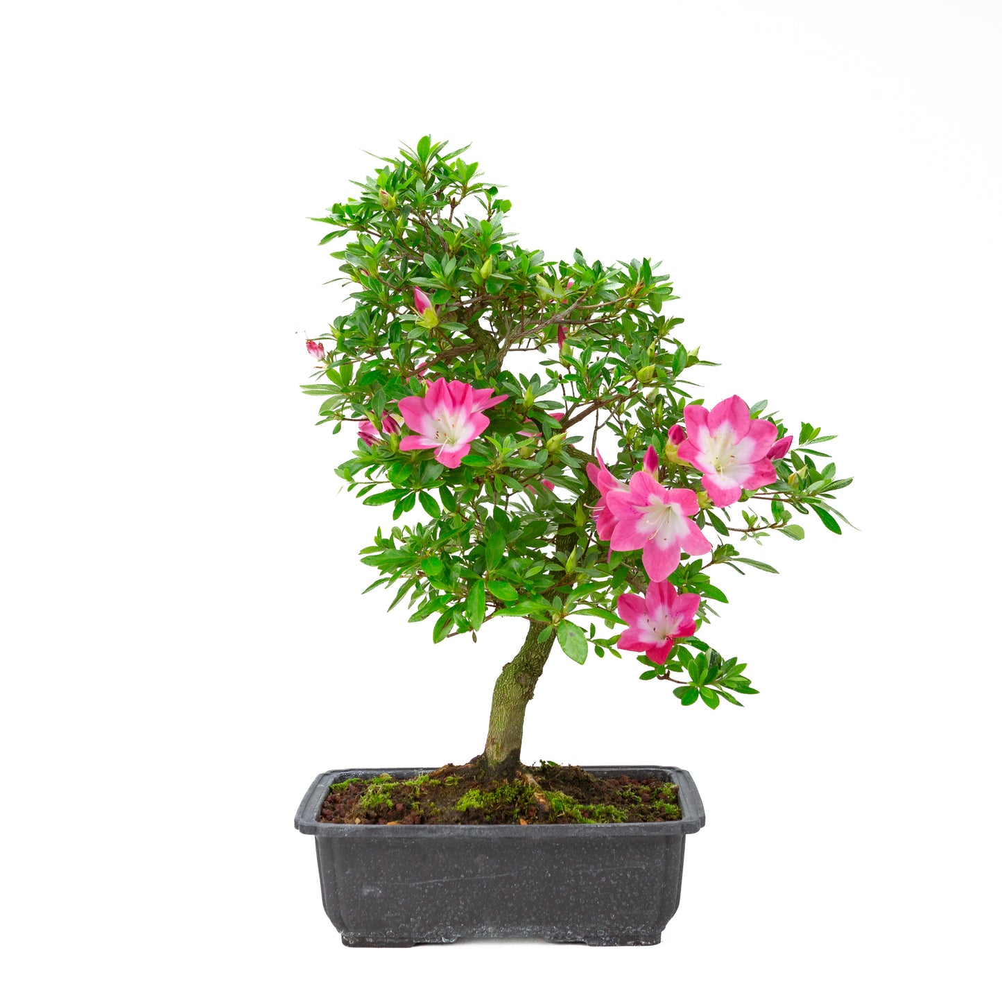 Rhododendron indicum 'Rin' (satsuki azalea), hoogte ~52cm
