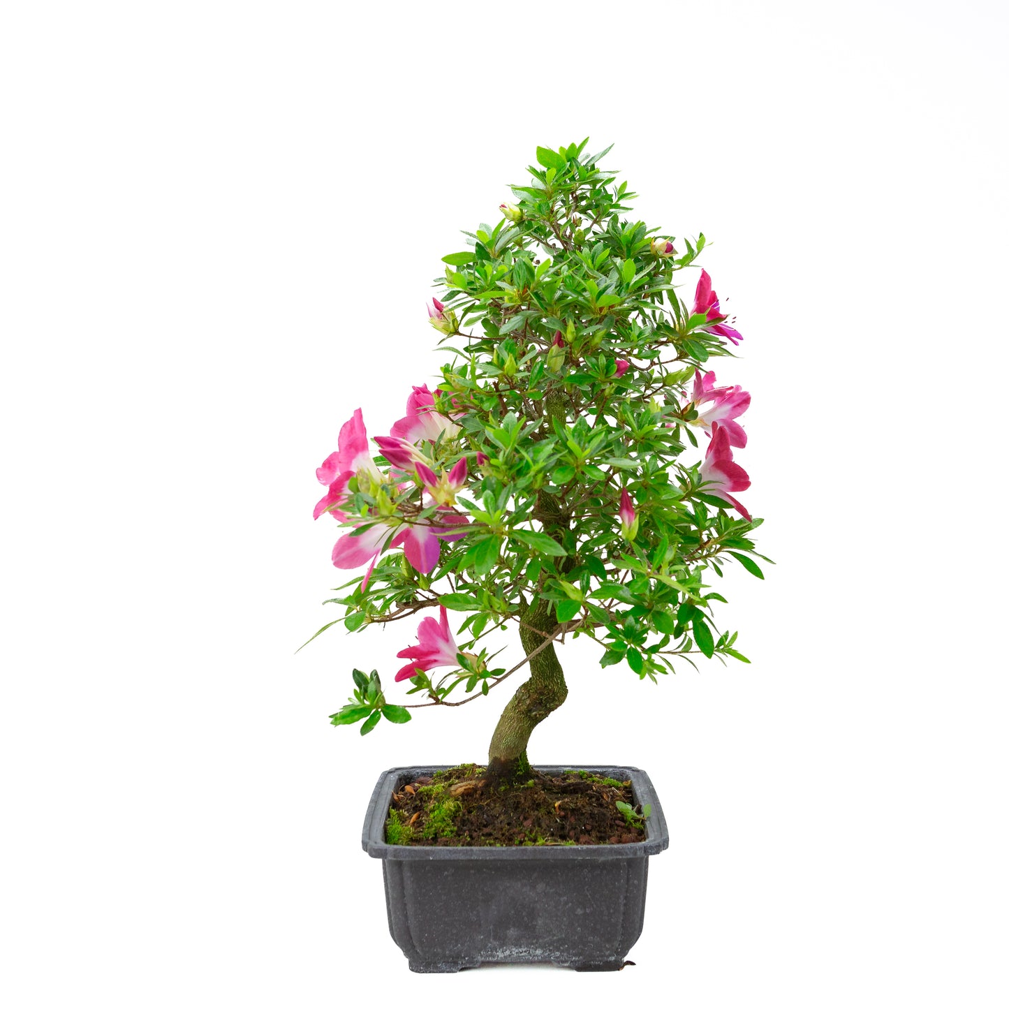 Rhododendron indicum 'Rin' (satsuki azalea), hoogte ~52cm