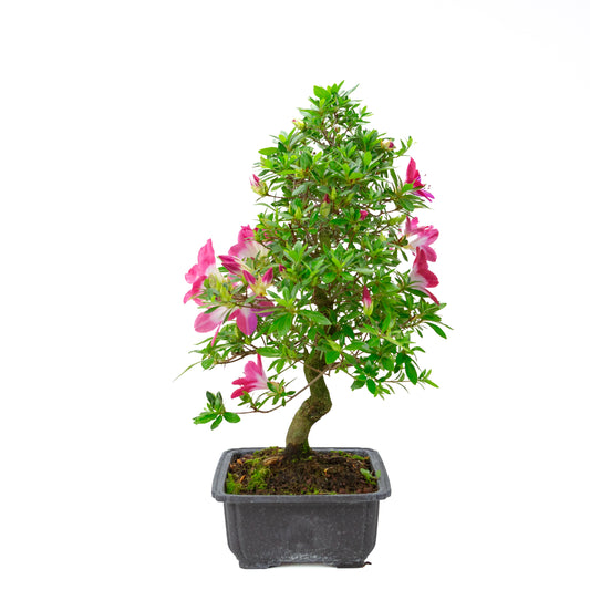 Rhododendron indicum 'Rin' (satsuki azalea), hoogte ~52cm