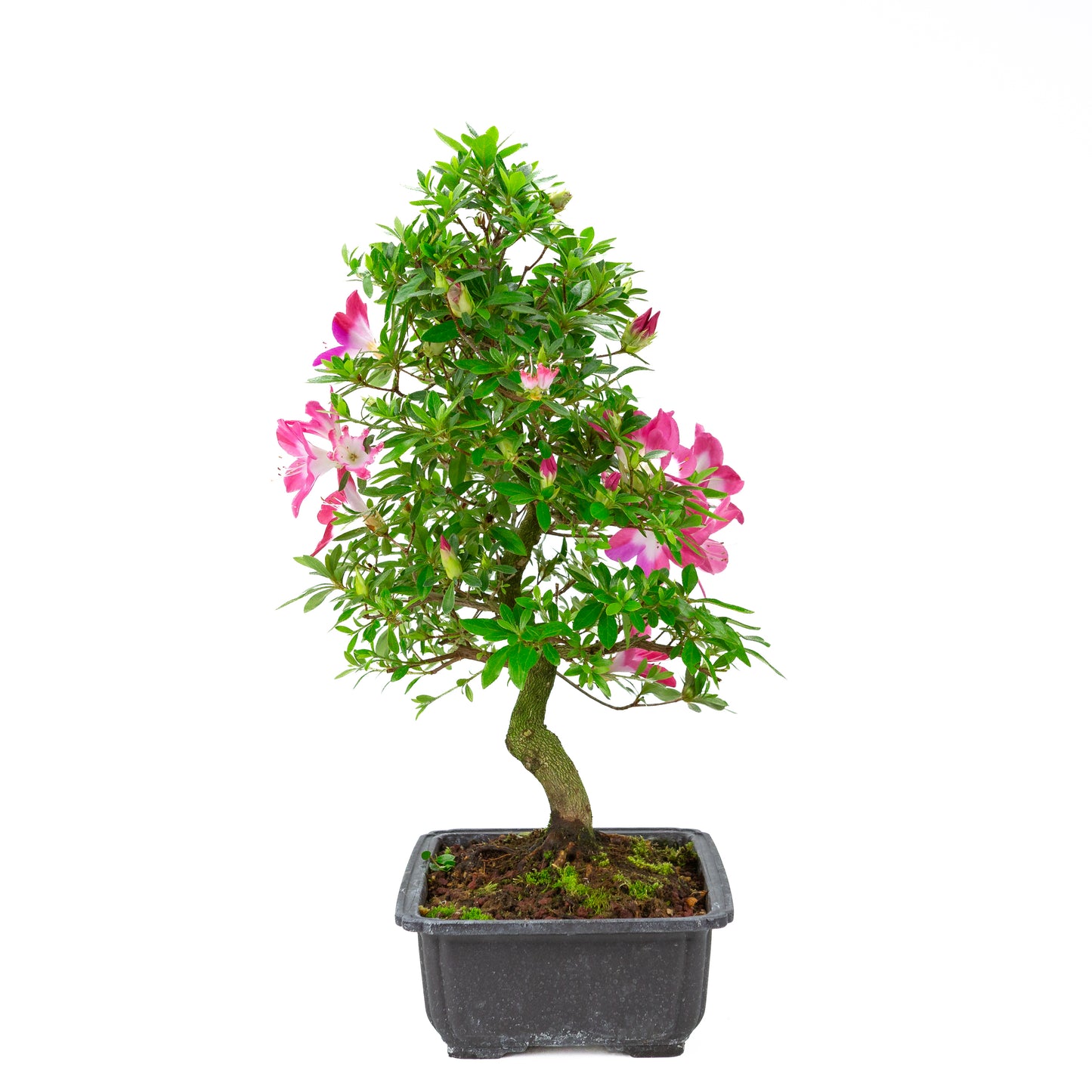 Rhododendron indicum 'Rin' (satsuki azalea), hoogte ~52cm