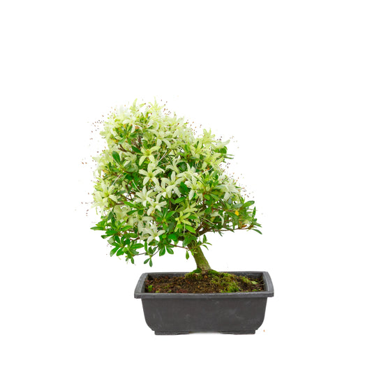 Rhododendron indicum 'Senbazuru' (satsuki azalea), hoogte ~37cm