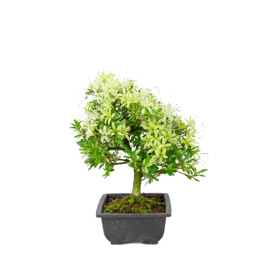 Rhododendron indicum 'Senbazuru' (satsuki azalea), hoogte ~37cm