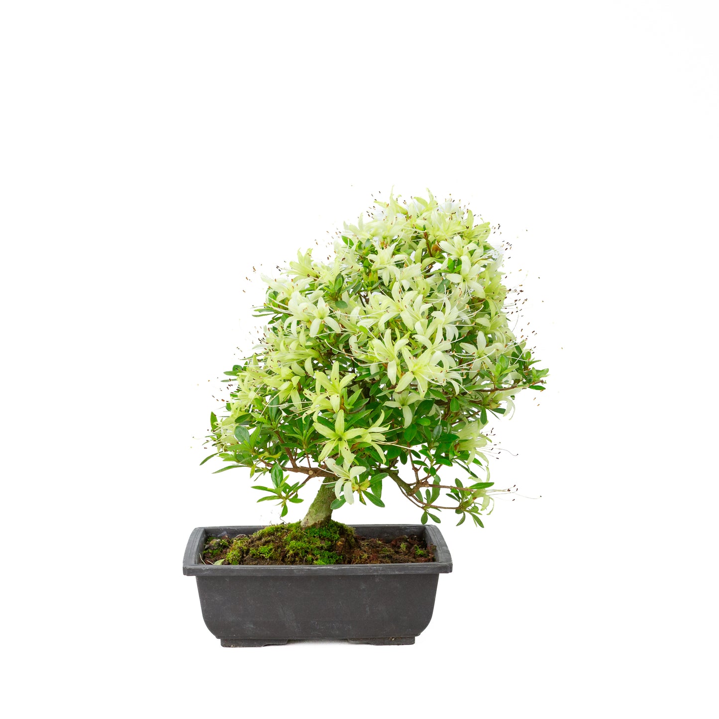 Rhododendron indicum 'Senbazuru' (satsuki azalea), hoogte ~37cm