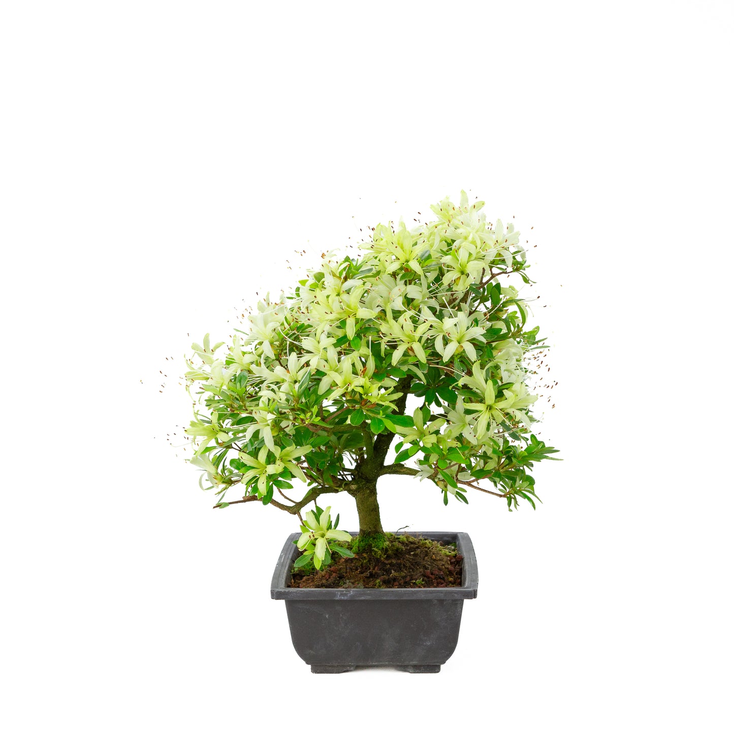 Rhododendron indicum 'Senbazuru' (satsuki azalea), hoogte ~37cm