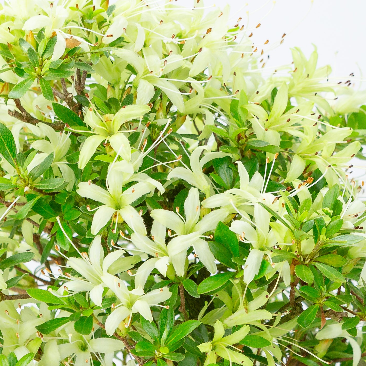 Rhododendron indicum 'Senbazuru' (satsuki azalea), hoogte ~37cm