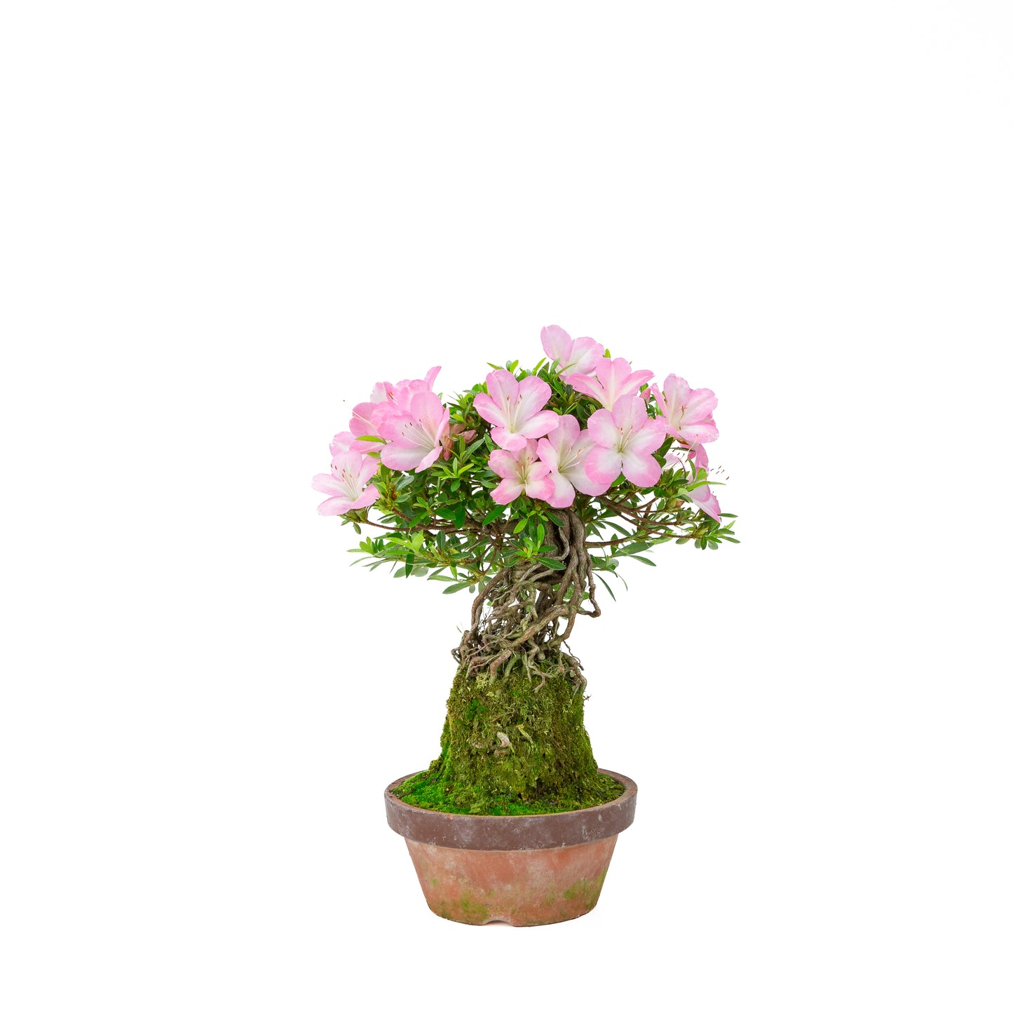 Rhododendron indicum 'Sakura Hime' (satsuki azalea), hoogte ~32cm