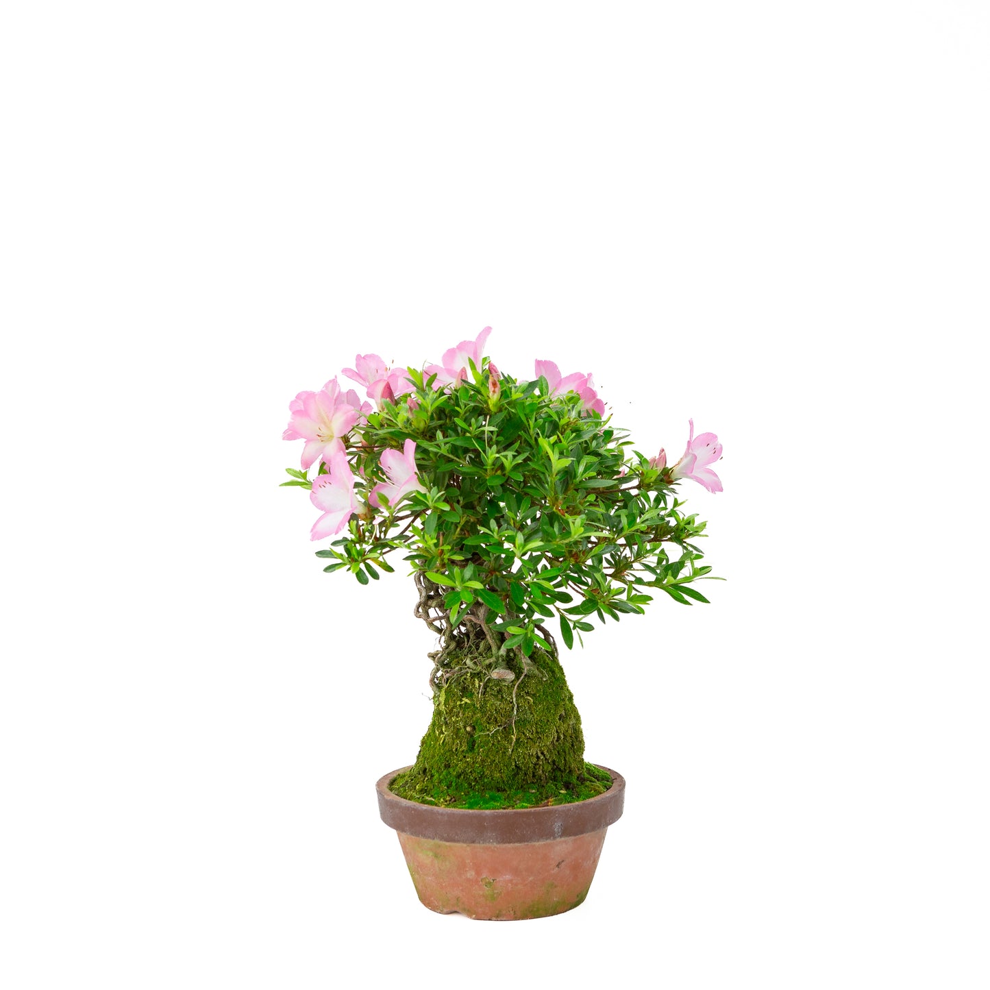 Rhododendron indicum 'Sakura Hime' (satsuki azalea), hoogte ~32cm