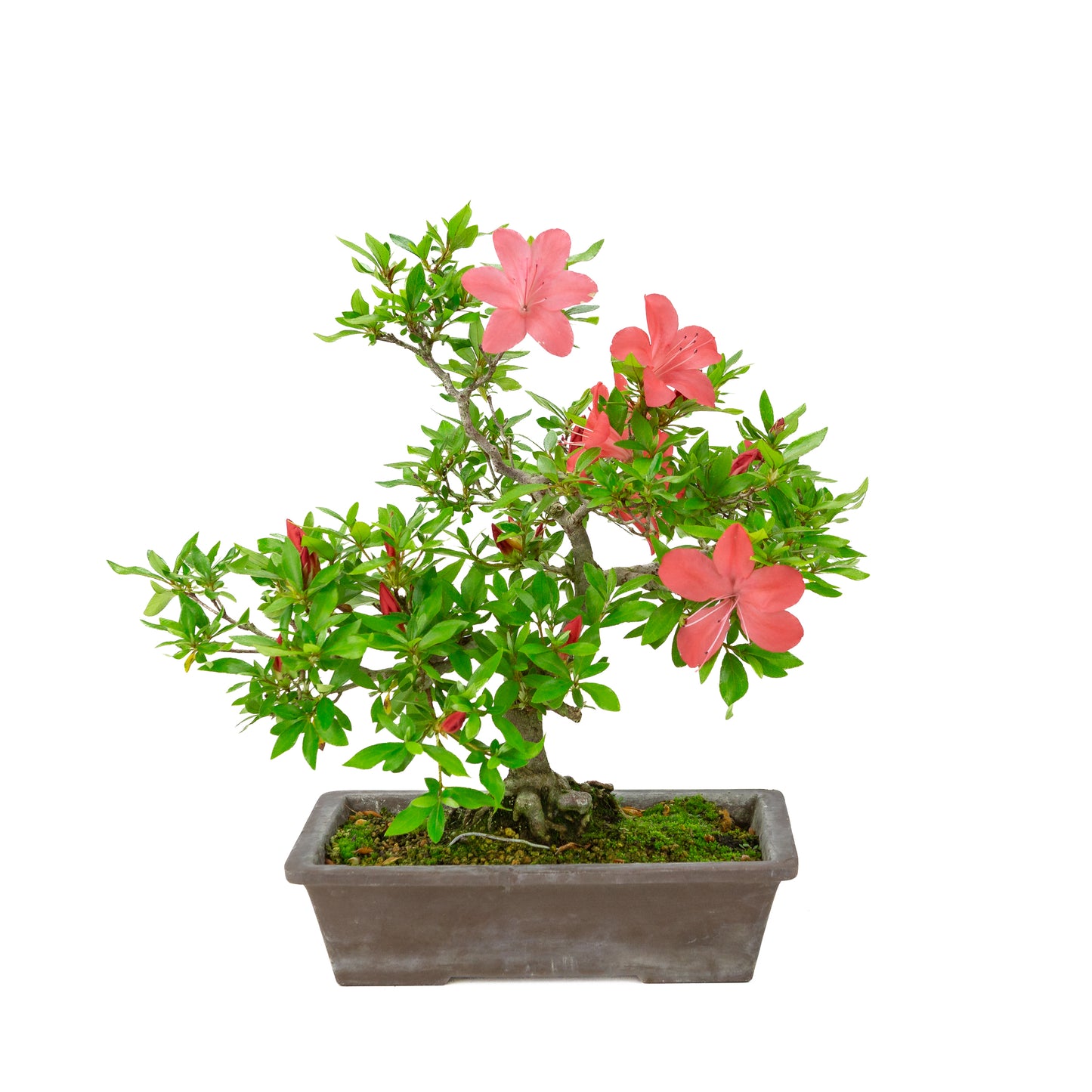Rhododendron indicum (satsuki azalea), hoogte ~40cm
