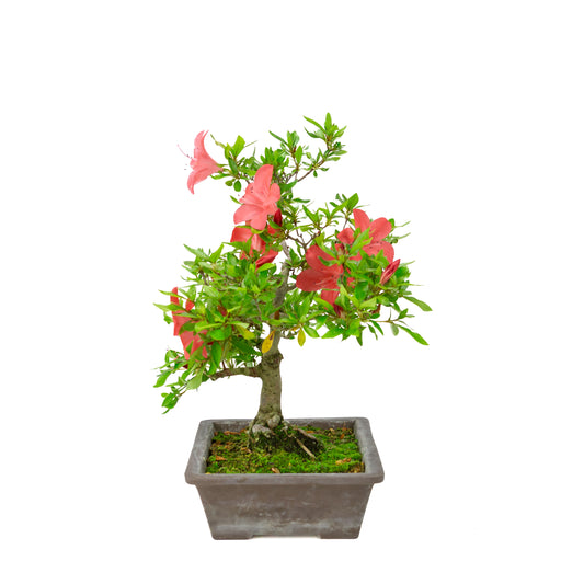 Rhododendron indicum (satsuki azalea), hoogte ~40cm