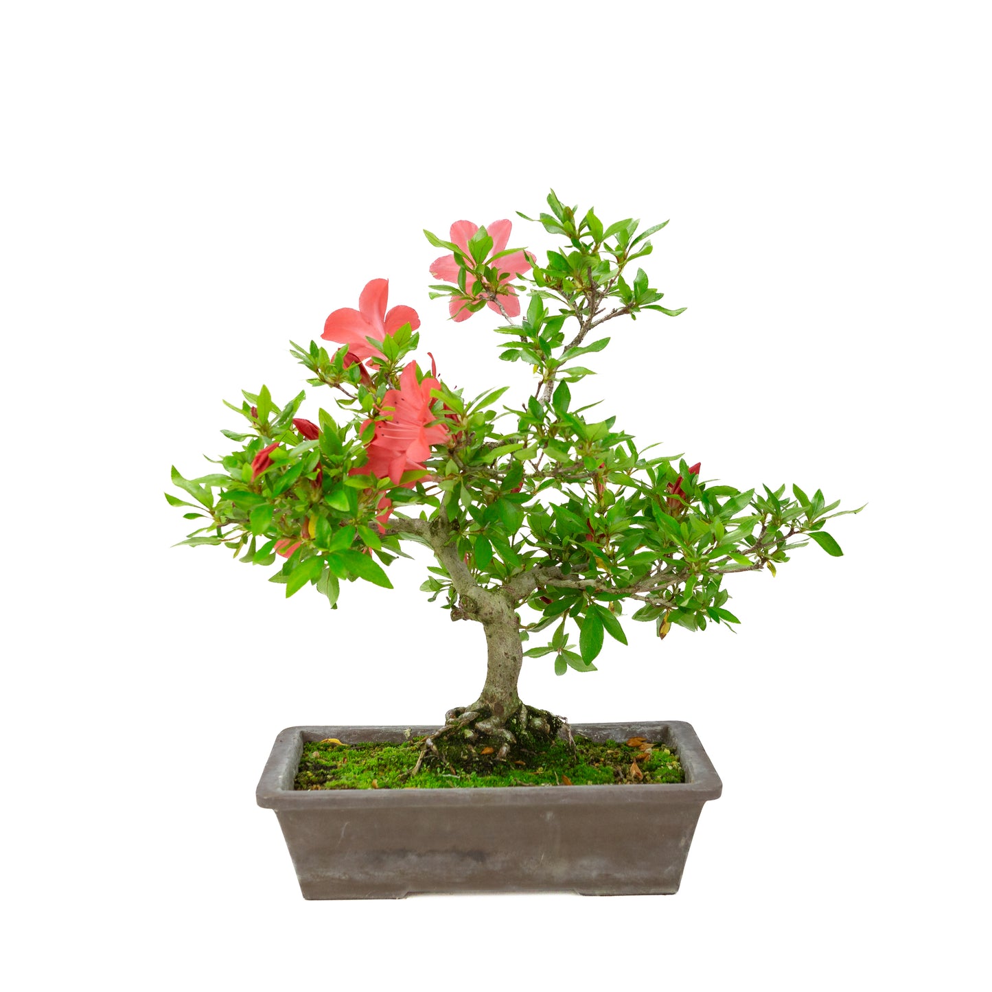 Rhododendron indicum (satsuki azalea), hoogte ~40cm