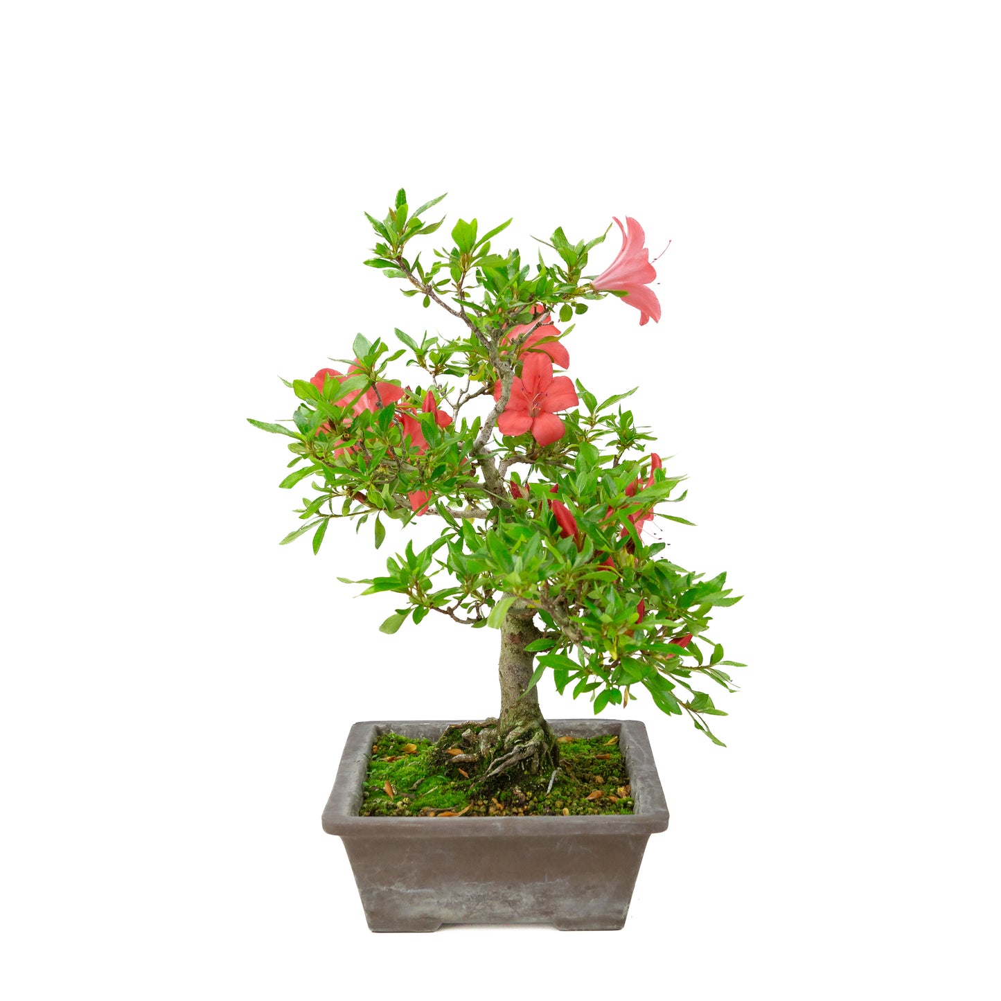 Rhododendron indicum (satsuki azalea), hoogte ~40cm