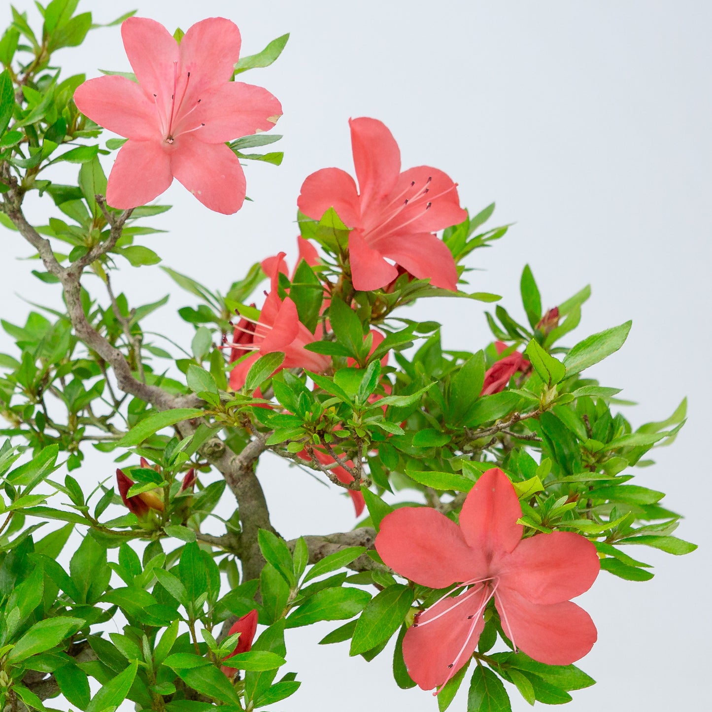 Rhododendron indicum (satsuki azalea), hoogte ~40cm