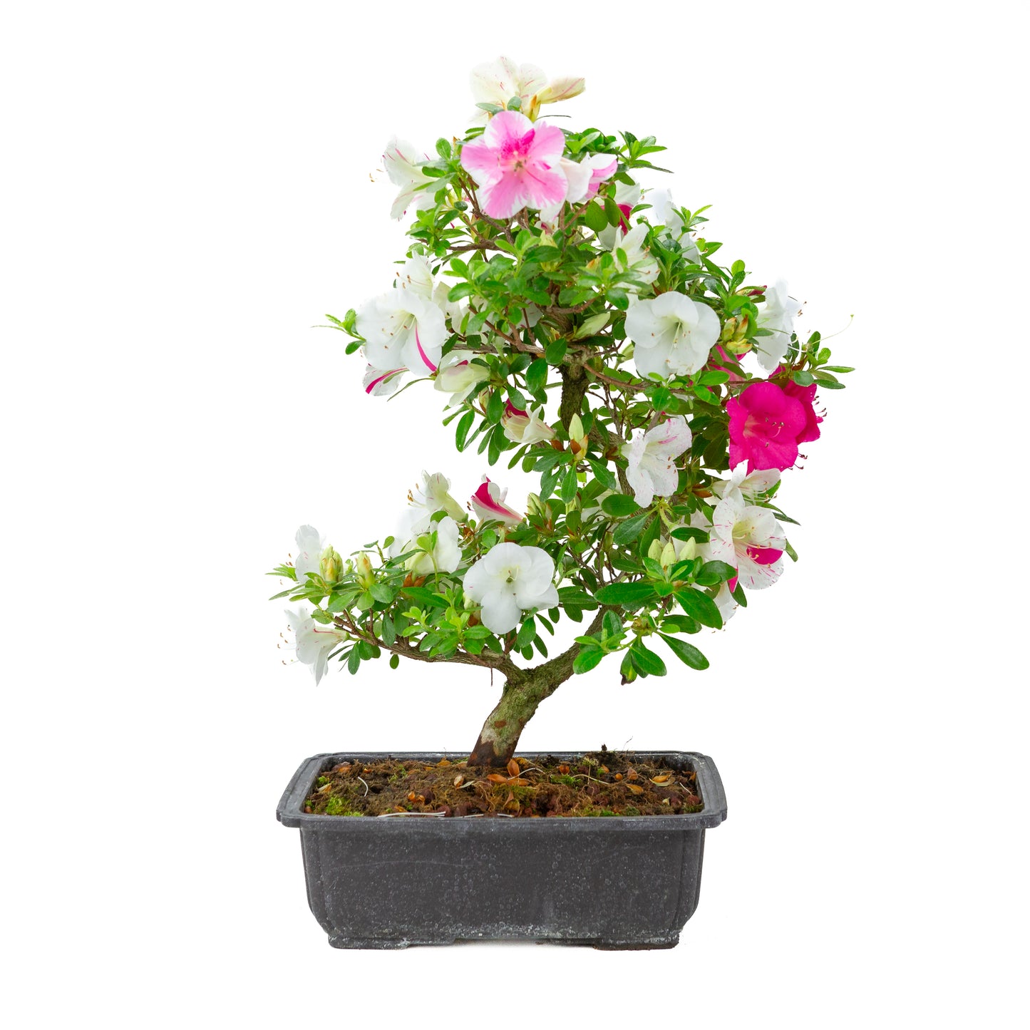 Rhododendron indicum 'Shusui' (satsuki azalea), hoogte ~48cm