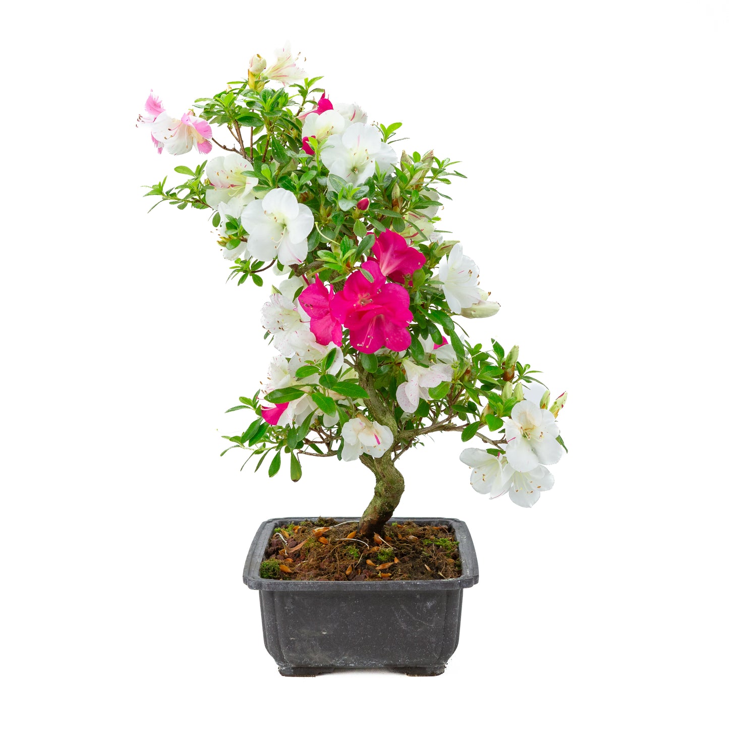 Rhododendron indicum 'Shusui' (satsuki azalea), hoogte ~48cm