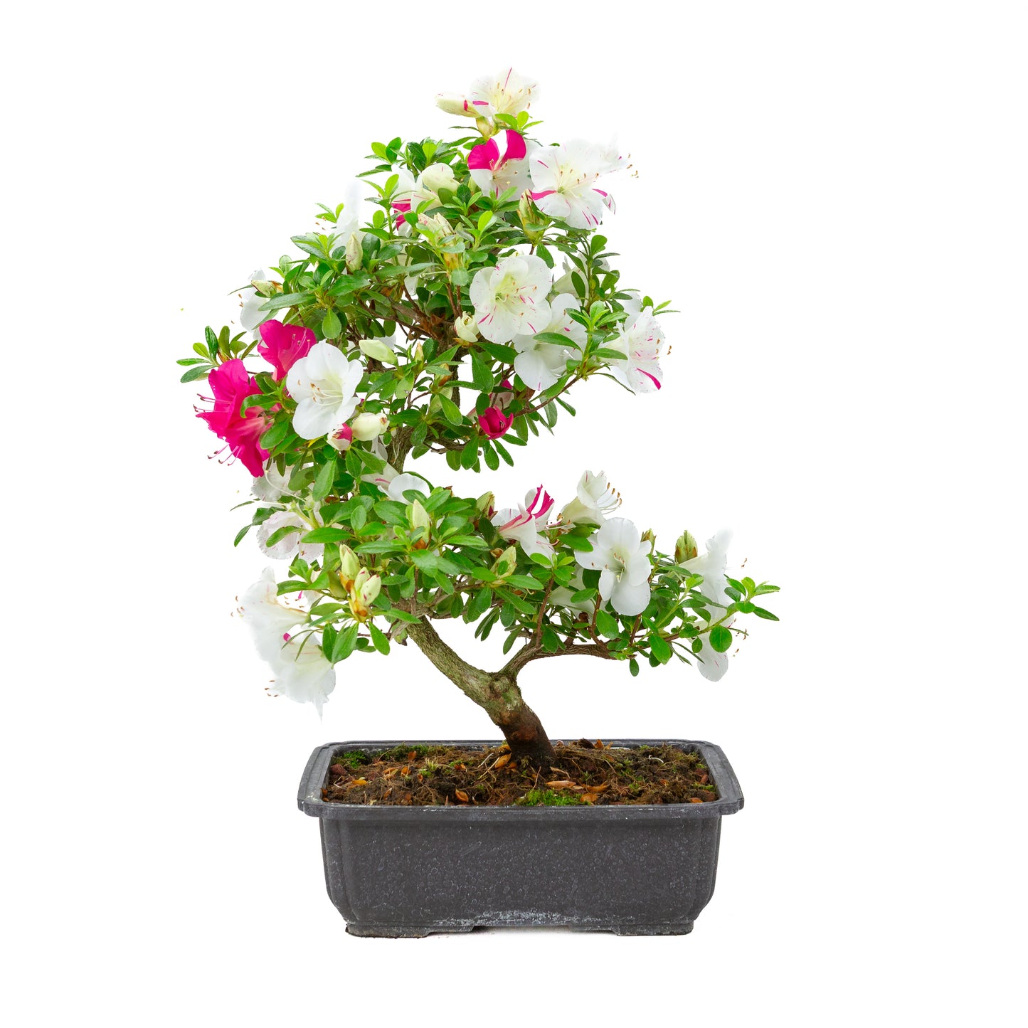 Rhododendron indicum 'Shusui' (satsuki azalea), hoogte ~48cm