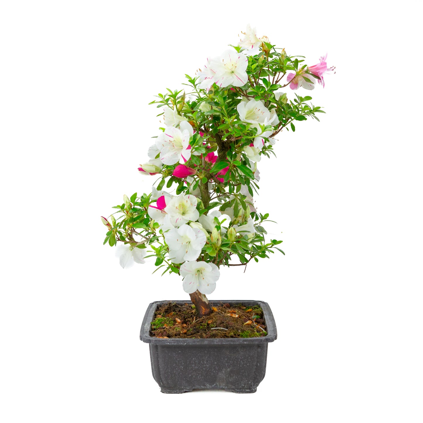Rhododendron indicum 'Shusui' (satsuki azalea), hoogte ~48cm