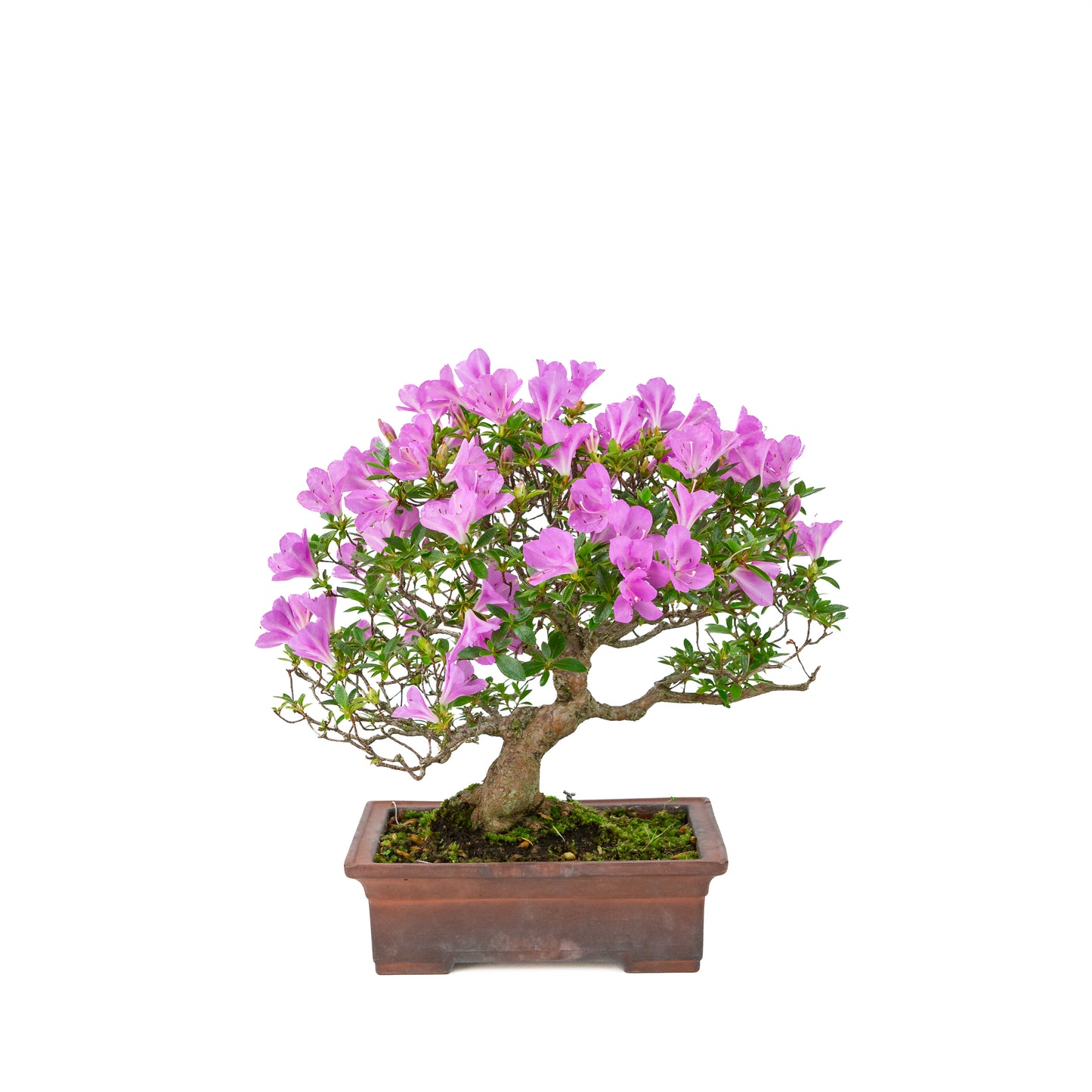 Rhododendron indicum 'Jyurokuya' (satsuki azalea), hoogte ~32cm