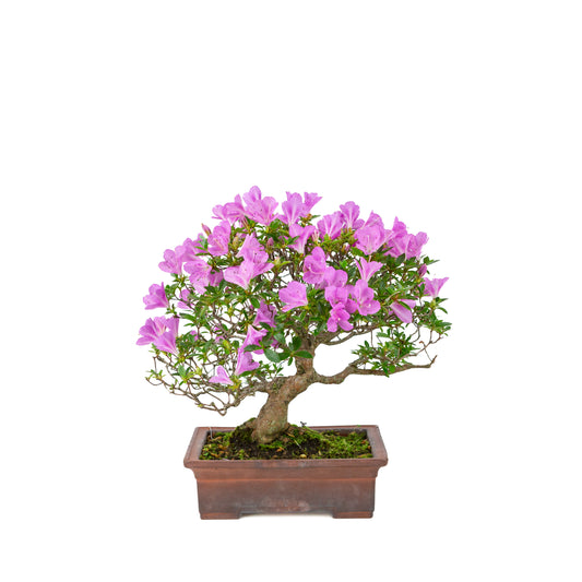 Rhododendron indicum 'Jyurokuya' (satsuki azalea), hoogte ~32cm