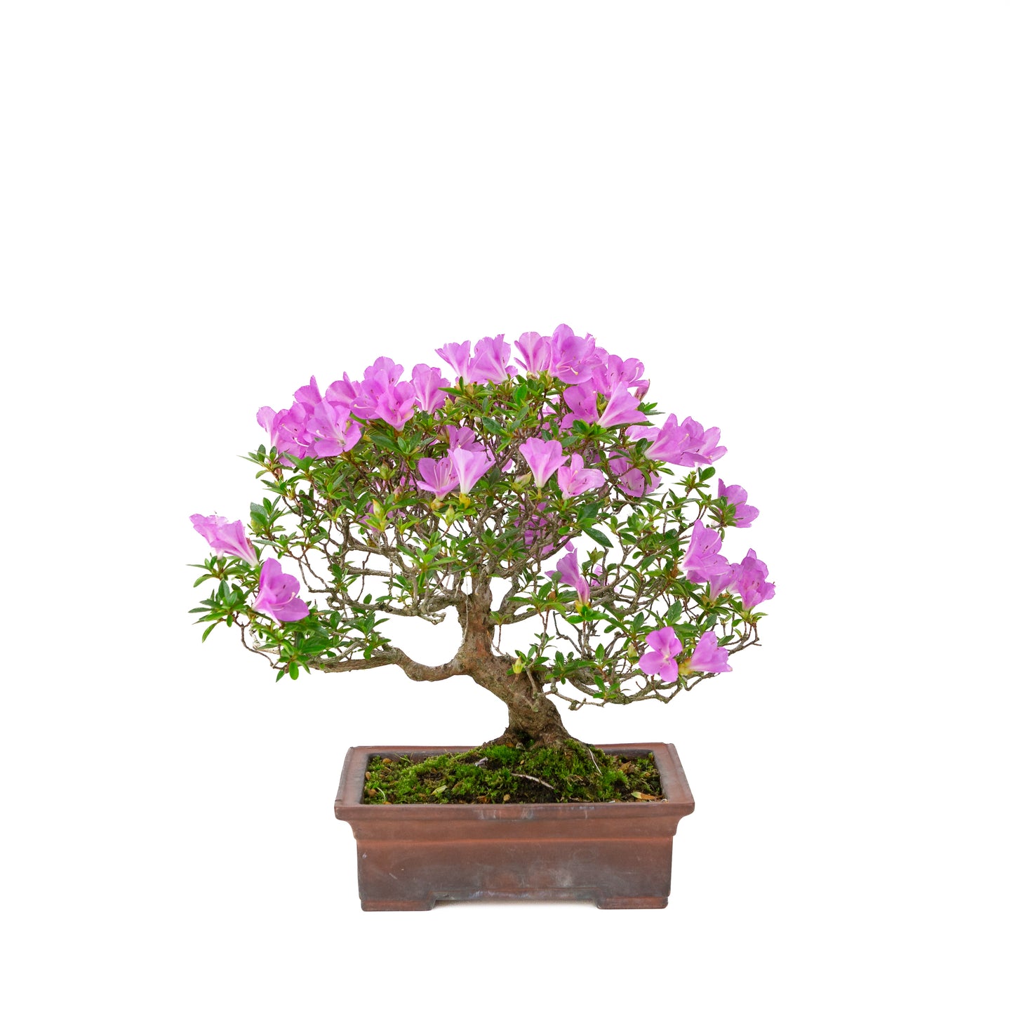 Rhododendron indicum 'Jyurokuya' (satsuki azalea), hoogte ~32cm