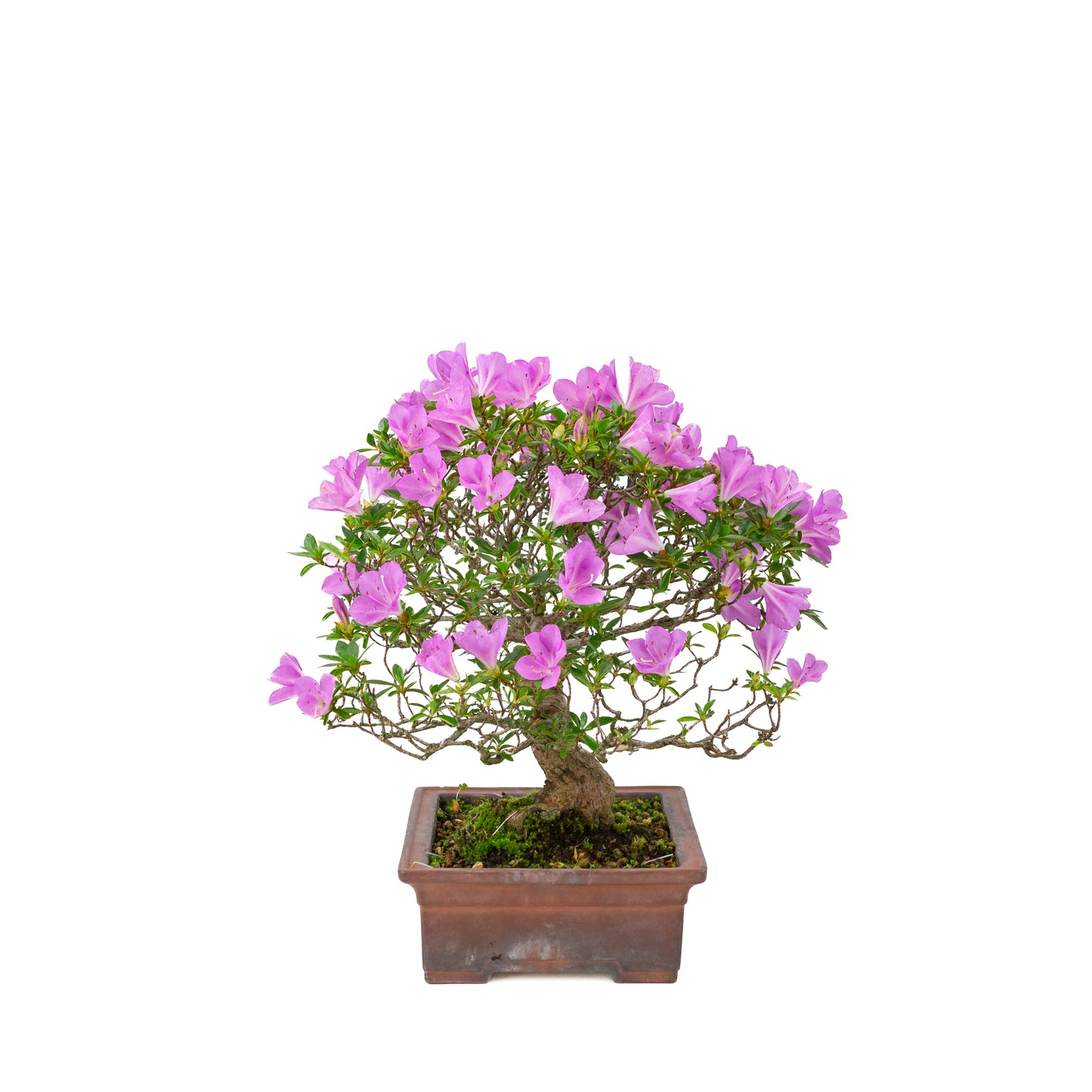 Rhododendron indicum 'Jyurokuya' (satsuki azalea), hoogte ~32cm