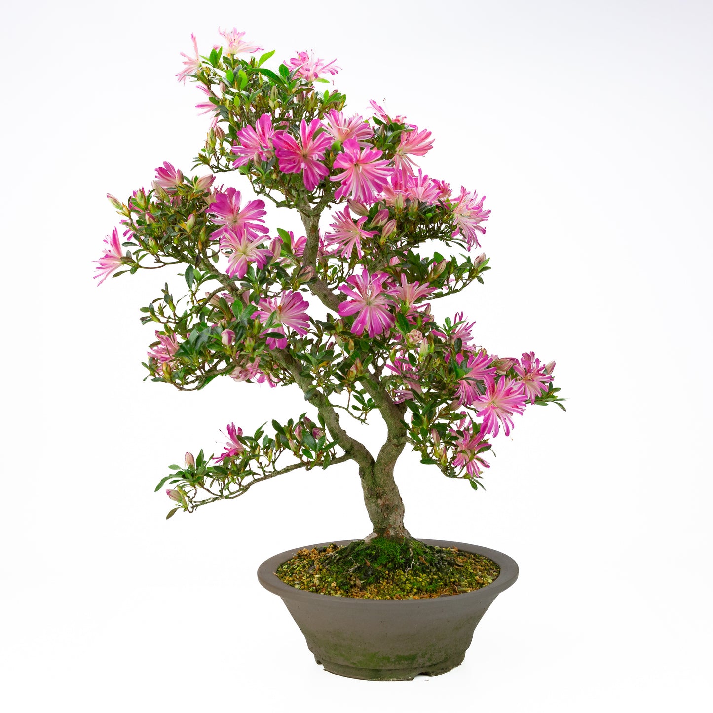 Rhododendron indicum 'Hanabin' (satsuki azalea), hoogte ~60cm