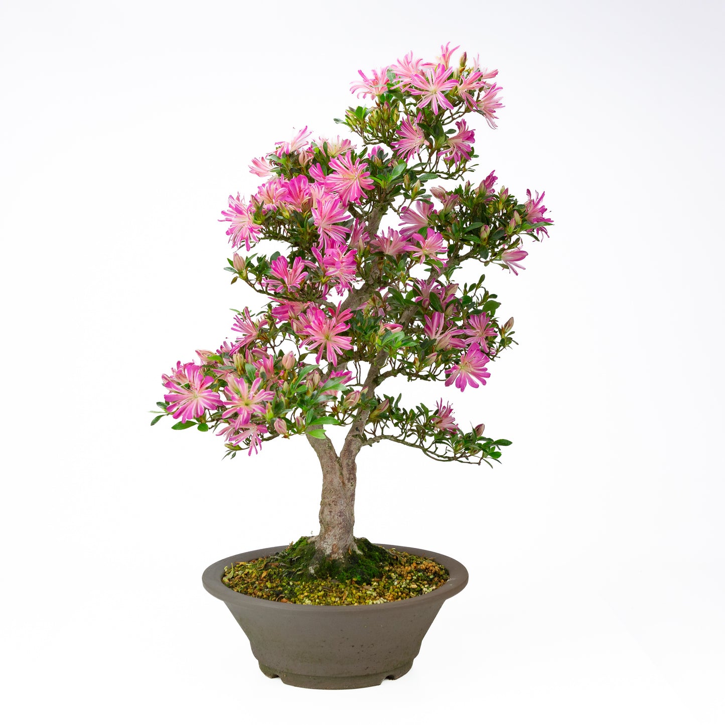 Rhododendron indicum 'Hanabin' (satsuki azalea), hoogte ~60cm