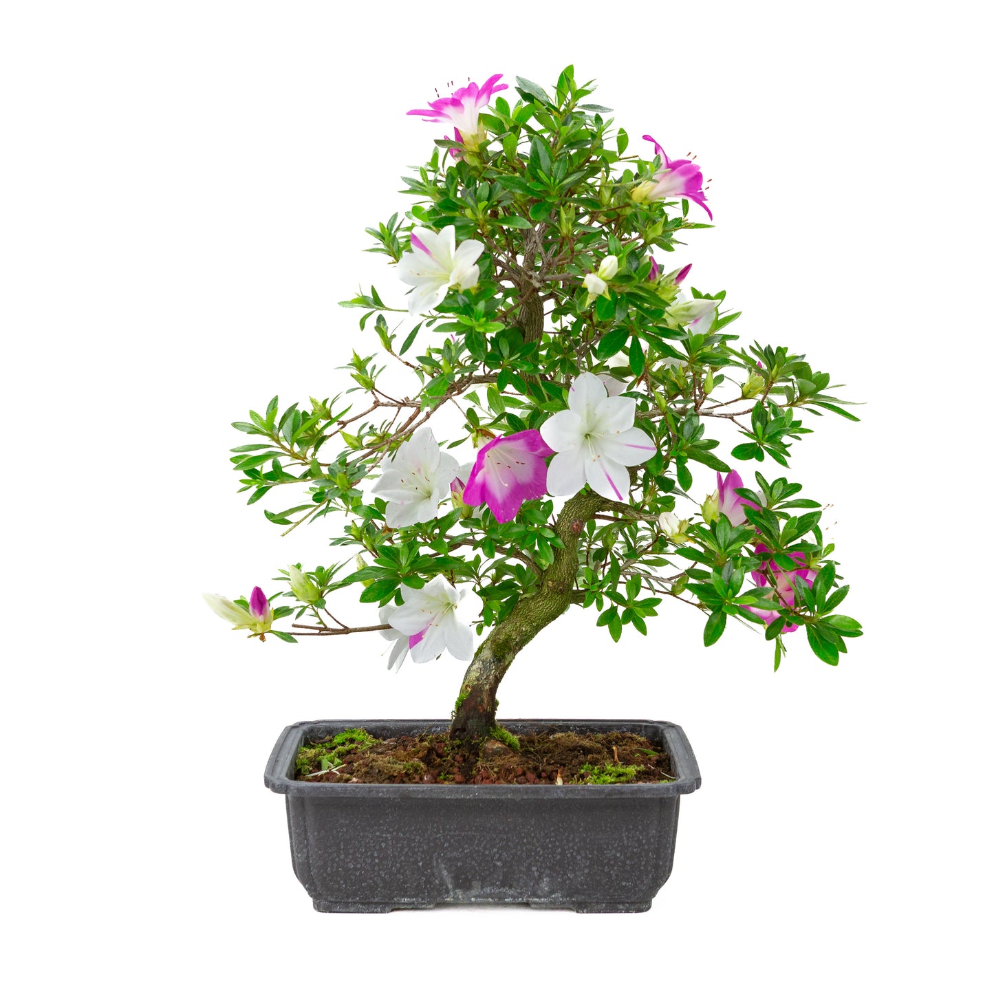 Rhododendron indicum 'Ruka' (satsuki azalea), hoogte ~47cm