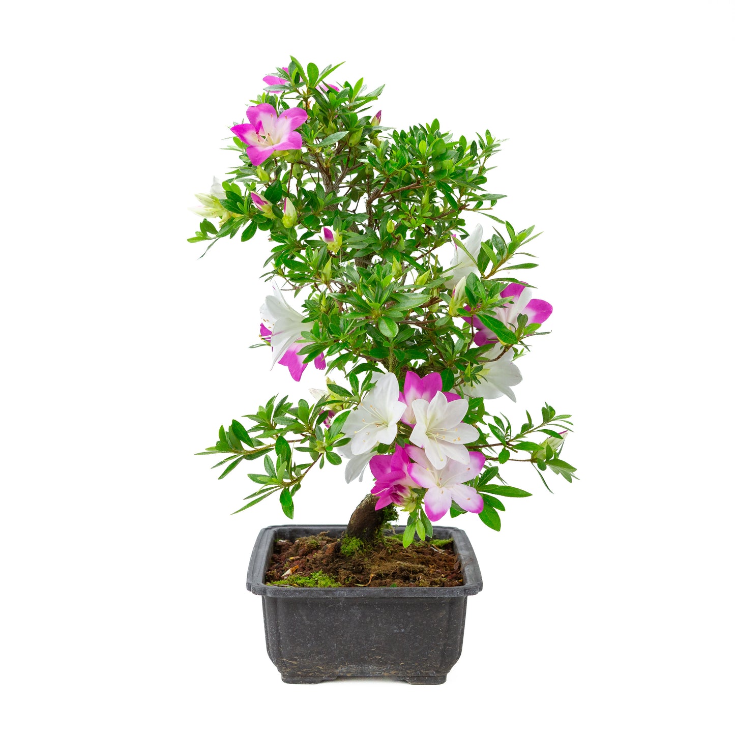 Rhododendron indicum 'Ruka' (satsuki azalea), hoogte ~47cm
