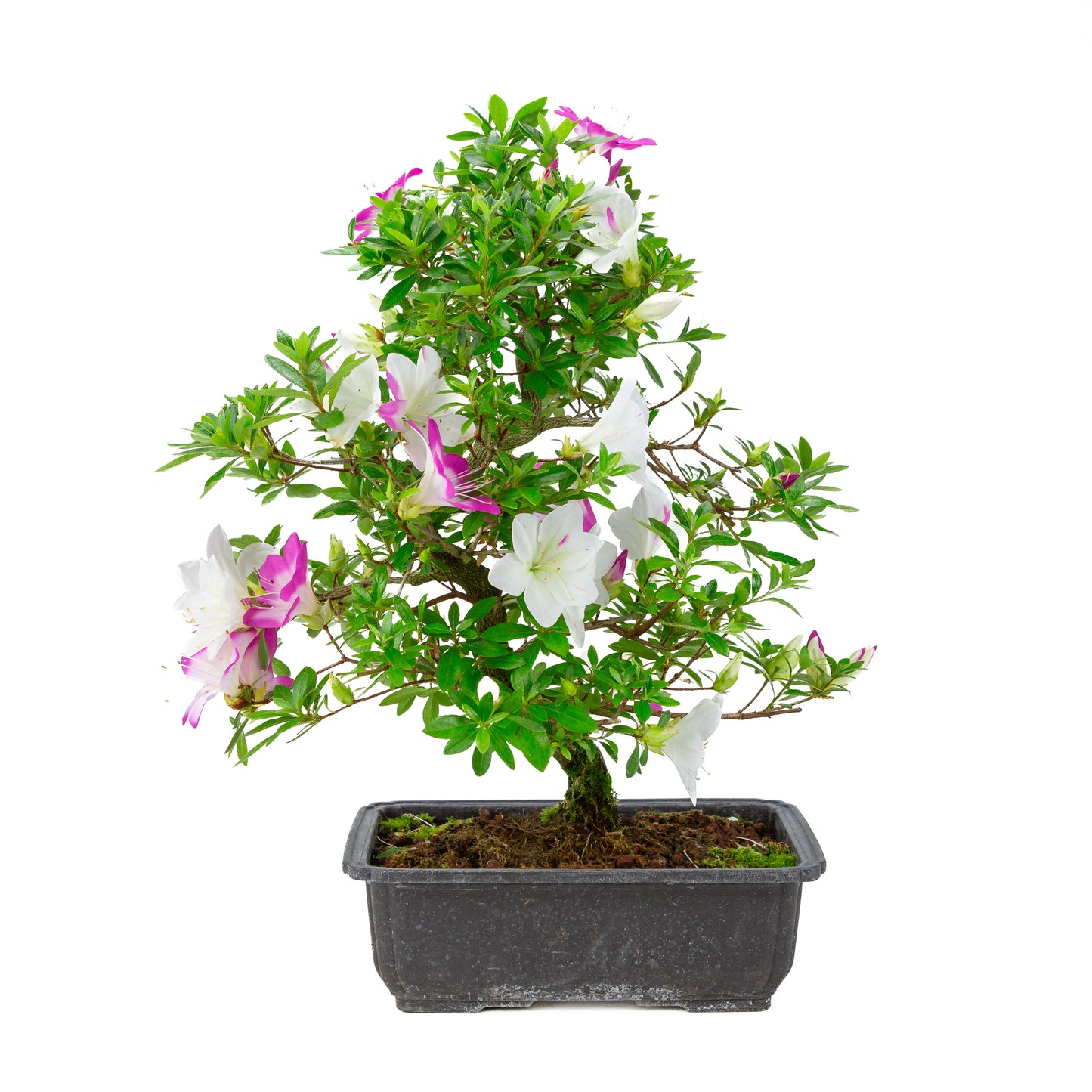 Rhododendron indicum 'Ruka' (satsuki azalea), hoogte ~47cm