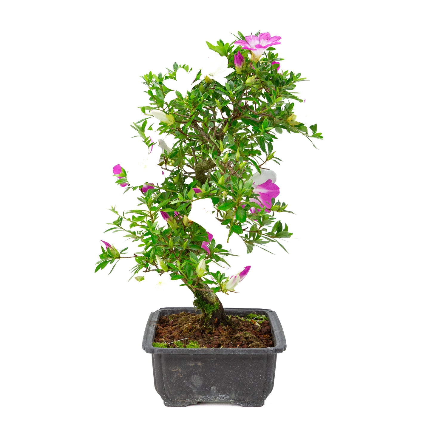 Rhododendron indicum 'Ruka' (satsuki azalea), hoogte ~47cm