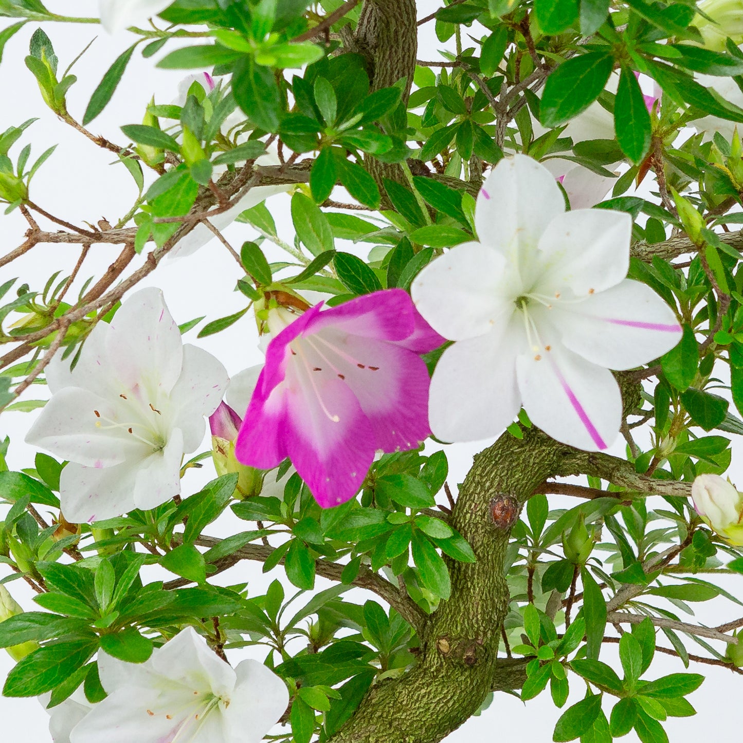 Rhododendron indicum 'Ruka' (satsuki azalea), hoogte ~47cm